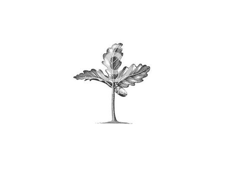 Oak tree sapling Tree Sapling Drawing, Oak Sapling Tattoo, Tree Sapling Tattoo, Simple Oak Tree Tattoo, Oak Tree Tattoos, Oak Tree Leaf Tattoo, Oak Tree Silhouette Tattoo, Sapling Tree, Eli Tattoo