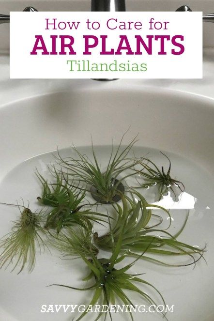 How To Propagate Air Plants, Air Plant Propagation, How To Display Air Plants, Submerged Plants, Plant Advice, Fern Grotto, Air Fern, Air Plants Diy, Air Plant Care