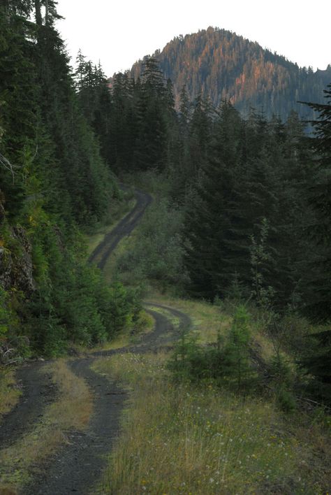 U.S. Forest Service road, Aberdeen, Washington Washington Forest, Aberdeen Washington, Us Forest Service, Scenic Roads, Winding Road, Forest Service, Back Road, On The Road Again, Pine Forest