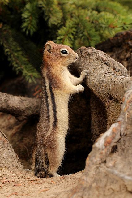 Heart Touching Stories, Ground Squirrel, Tattoo Aesthetic, The Pines, Touching Stories, Cute Squirrel, All Heart, Forest Friends, Alam Yang Indah