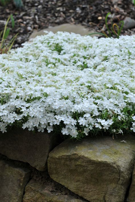 Phlox Ground Cover, Phlox Plant, Phlox Flowers, Perennial Ground Cover, Creeping Phlox, Wallpaper Flower, Front Landscaping, Moon Garden, Ground Cover Plants