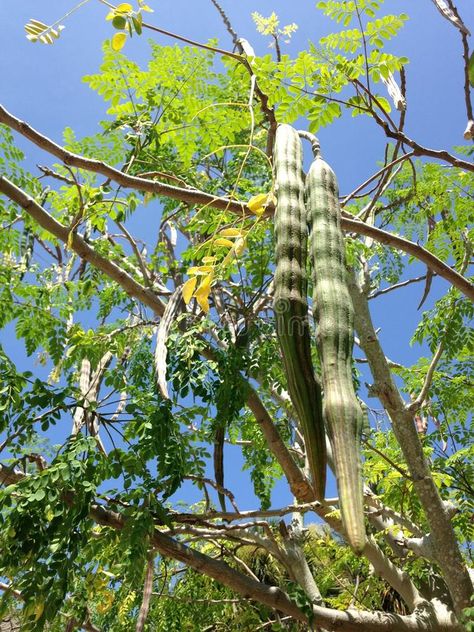 Moringa Oleifera (Drumstick) Tree with Hanging Seedpods Growing in Bright Sunlig #Sponsored , #Paid, #Paid, #Drumstick, #Moringa, #Bright, #Tree Moringa Oleifera Tree, Daytona Florida, Moringa Tree, Seed Pods, Cactus Plants, Graphic Art, Art Painting, Stock Images, Florida