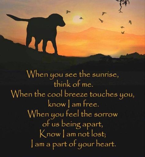 🐾Maggie🐾 on Twitter: "Before I crossed the rainbow bridge, I sat quietly and wished with my whole heart that you would always know how much I loved you. There is light in every day, friends. Thank you for sharing yours with me.☀️🐾🌈 https://t.co/UHXvkpTeX9" / Twitter Goodbye Poems, Dog Heaven Quotes, Spiritual Poems, Sympathy Poems, Miss My Dog, Dog Poems, Dog Quotes Love, Dog Sympathy, Dog Heaven