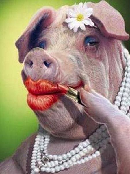 Funny Pig Pictures, Funny Effects, Funny Dp, Pig Pictures, Funny Hamsters, Funny Pigs, Funny Disney Jokes, Funny Emoji, Funny Captions