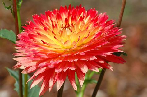 Best Flowers For Shade, Red Hot Poker Plant, Part Shade Perennials, Part Sun Perennials, Planting Dahlias, Dahlia Bulbs, Fall Flowers Garden, Long Blooming Perennials, Edging Plants