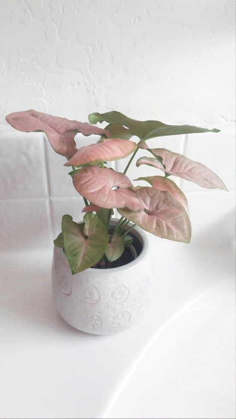 Syngonium Pink - 7 Caring Tips & 2 Propagation Methods 2 Pink Syngonium, Propagation Methods, Arrowhead Vine, Arrowhead Plant, Inside Plants, Pink Plant, Houseplants Indoor, Growing Flowers, Colorful Leaves