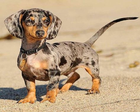 Silver dapple dachshund Silver Dapple Dachshund, Daschund Puppies, Dapple Dachshund Puppy, Dachshund Breed, English Cream, Dachshund Funny, Dachshund Puppy Miniature, Dapple Dachshund, Best Puppies