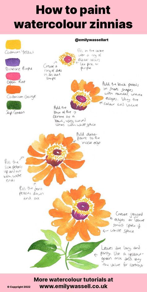 How to Paint Zinnia Flowers in Watercolour - Easy Steps | Emily Wassell Zinnia Drawing Tutorial, Acrylic Painting Zinnias, How To Paint Zinnias, How To Draw Zinnia Flowers, Watercolor Zinnias Tutorial, Zinnia Watercolor Paintings, Flower Study Drawing, Painting Zinnias, Zinnia Flowers Drawing