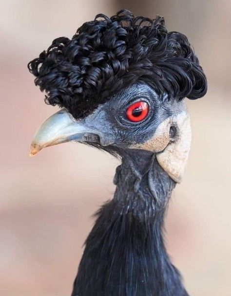 Colorado Audrey🔥🦂😷 on Twitter: "Crested Guineafowl, I love the do😍… " Funny Wildlife, Weird Birds, Guinea Fowl, Interesting Animals, Unusual Animals, Pretty Animals, Funny Birds, Silly Animals, Cute Wild Animals