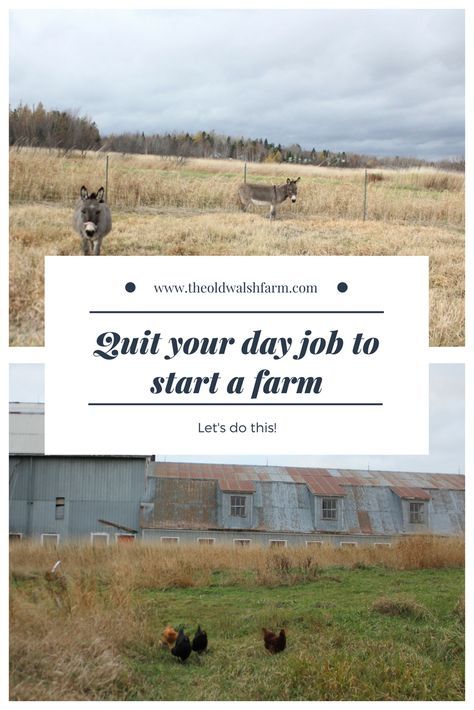 Starting A Farm Business, Start A Farm, Starting A Farm, Tiny Farm, Farm Pond, Shade Grass, Raising Farm Animals, Homesteading Ideas, Homesteading Diy