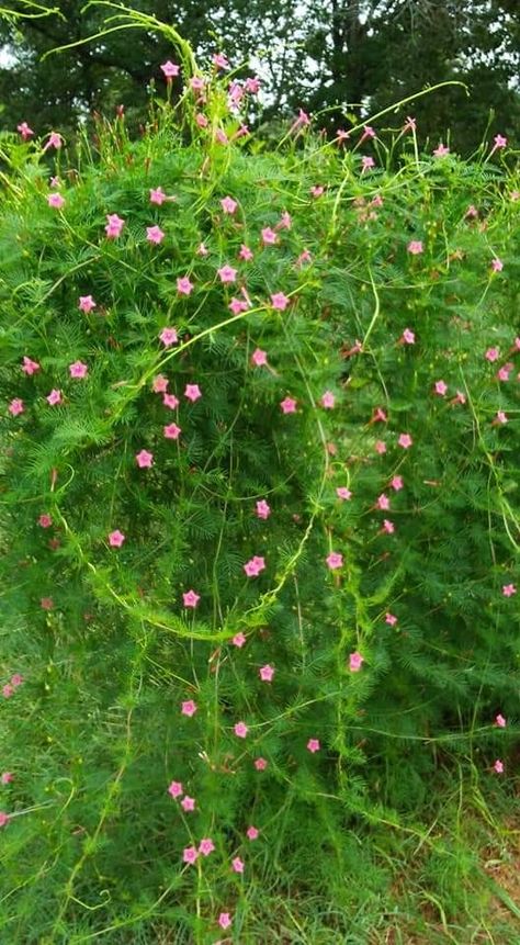 Pink cypress vine ipomoea Small Backyard Gardening, Tyre Garden Ideas, Garden Design Plans Drawing, Tyre Garden, Vines With Flowers, House Garden Design, Flower Garden Images, Outdoor Garden Bar, Cypress Vine