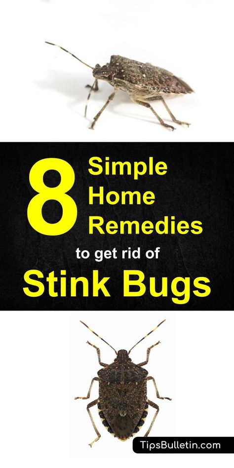 Are stink bugs a problem in your home? You can deal with these odorous insects. Check out this guide for 8 Home Remedies to Get Rid of Stink Bugs. Stink Bugs In House, Hassan 2, Clean Baking Pans, Bug Killer, Stink Bugs, Cleaner Recipes, Vinegar Cleaning, Deep Cleaning Tips, Bug Repellent