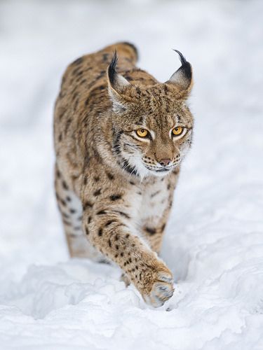 Exotic Cats, Glass Pictures, Big Cat, Leopards, Lynx, Wild Life, Beautiful Cats, Animals Friends, Wild Animals