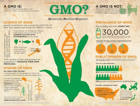 What is GMO? Something you probably eat every day without knowing it. 30,000 different GMOs exist on grocery store shelves. Ap Environmental Science, Gmo Corn, Genetically Modified Food, Gmo Foods, Plant Science, Fact Sheet, Genetically Modified, Environmental Science, Food Labels