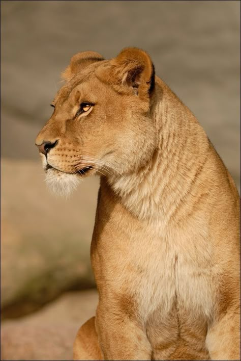 Lioness Images, Wild Cat Species, Lions Roar, Female Lion, The Lion Sleeps Tonight, Lions Photos, Cat Species, Lion And Lioness, Roaring Lion