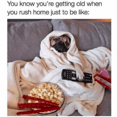 50 Funny Memes And Posts For The Animal Lovers - Memebase - Funny Memes Doug The Pug, Baby Pugs, Funny Dog Memes, A Pug, Pug Puppies, Pugs Funny, Cute Pugs, Pug Love, Pug Life