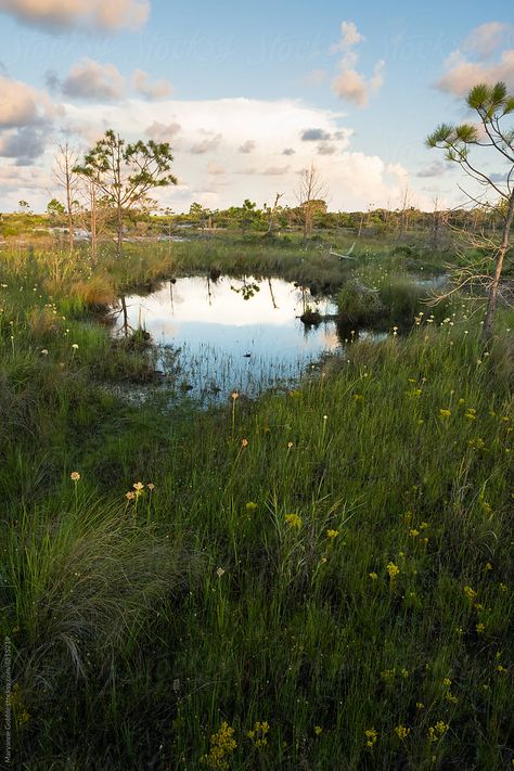 Marsh Plants, Marsh Landscape, Dune Landscape, Florida Landscape, Small Pond, Small Ponds, Blue Heron, North America Travel, Caribbean Islands