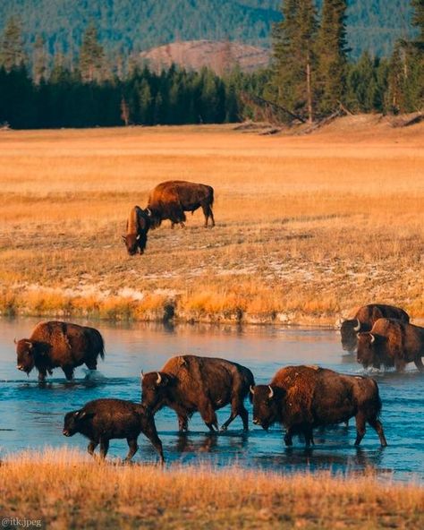 Home / X Yellowstone National Park Animals, Bison Aesthetic, Yellowstone National Park Aesthetic, Yellowstone Animals, Yellowstone Vibes, Yellowstone Aesthetic, Yellowstone Wildlife, Western Animals, Yellowstone National Park Photography