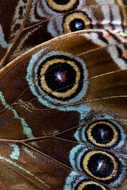 Foto Macro, Butterfly Patterns, Moth Wings, Brown And Blue, Blue And Brown, Art And Illustration, Butterfly Art, Patterns In Nature, Color Textures