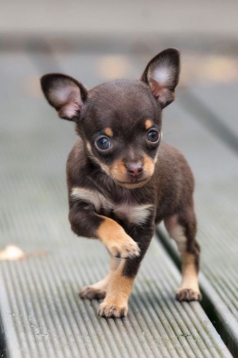 Miniature Chihuahua, Chihuahua Facts, Tiny Chihuahua, Teacup Chihuahua Puppies, Cute Teacup Puppies, Every Dog Breed, Mini Puppies, Teacup Chihuahua, Cute Chihuahua