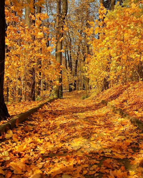 Birthday Balloons Pictures, Yellow Tree, Autumn Scenery, House Landscape, Autumn Beauty, Fall Pictures, Yellow Aesthetic, Autumn Aesthetic, Samhain