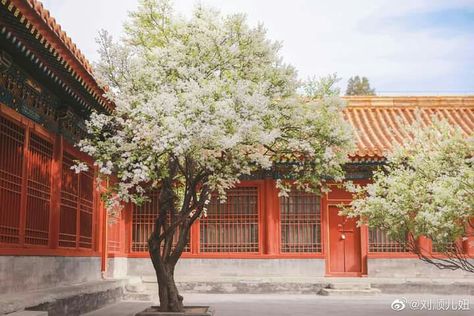 Korean Palace Aesthetic, Forbidden Palace, Aesthetic Computer Wallpaper, Korean Palace, Palace Aesthetic, Ancient China Aesthetic, China Aesthetic, Aesthetic Computer, Architecture Site Plan