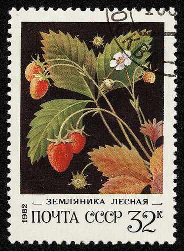 stamp cccp 1982 5159 | 1982, 10. März. Wildwachsende Beeren.… | Flickr Vintage Stamps Postage, طوابع بريد, Cute Stamps, Postage Stamp Design, Wild Berries, Postage Stamp Art, Post Stamps, Wild Strawberries, Post Stamp