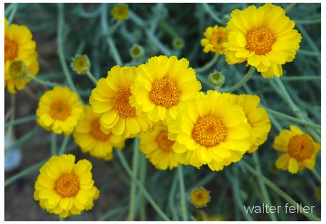 Desert Marigold, Desert Wildflowers, Habitat Garden, Arizona House, Desert Flowers, Landscaping Tips, Desert Plants, Fun Fashion, Yard Ideas