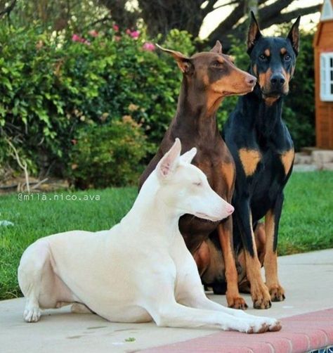 Doberman Pinscher Dog, Dog German, Albino Animals, Doberman Dogs, Blue Merle, Guard Dogs, Doberman Pinscher, Security System, Doberman