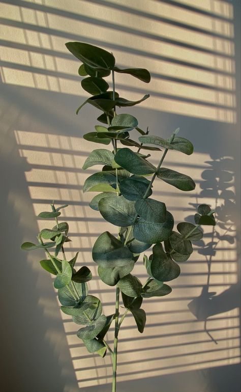 eucalyptus branch against sun coming in through shutters Eucalyptus Plant Aesthetic, Soft Sage Green Aesthetic, We Deserve Monuments, Eucalyptus Aesthetic, Sage Aesthetic, Sage Green Aesthetic, Vision Board Pics, Green Eucalyptus, Brand Mood Board