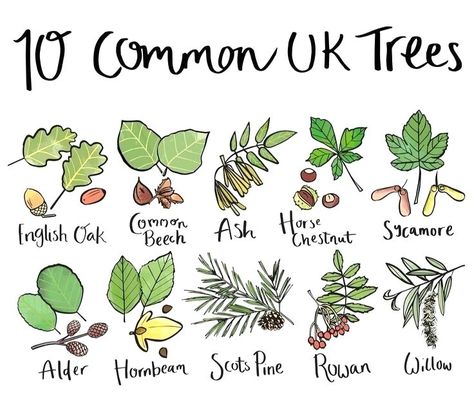 Uk Trees, Tree Species, Different Species, Sketching Techniques, Chestnut Horse, Forest School, Diy Backyard, Garden And Yard, Green Thumb