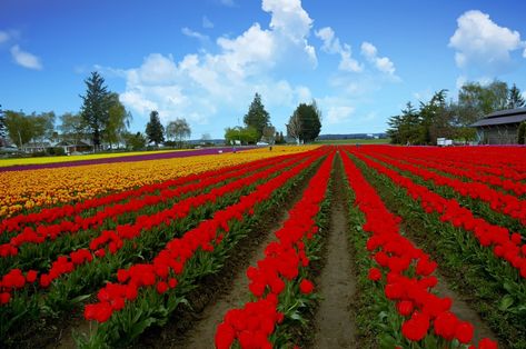 Skagit Valley Tulip Festival (Mount Vernon) - 2019 All You Need to Know BEFORE You Go (with Photos) - TripAdvisor Mount Vernon Washington, Skagit Valley Tulip Festival, Skagit Valley, Tulip Festival, Festival 2022, Mount Vernon, Land Art, Places To Travel, Trip Advisor