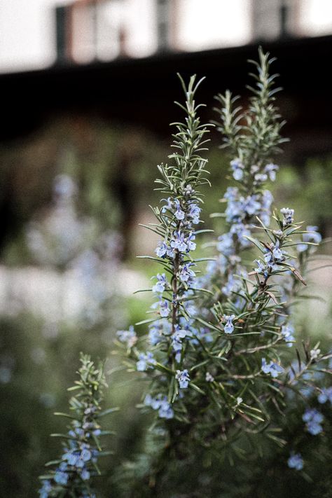 Daring Bravely: Tarot and Tea for Leo Season — Worts + Cunning Apothecary | Intersectional Herbalism + Magickal Arts Rosemary Health Benefits, Patio Herb Garden, Growing Rosemary, Rosemary Plant, Plant Magic, Witch Garden, Areas Verdes, Cottage Garden Plants, Hardy Perennials