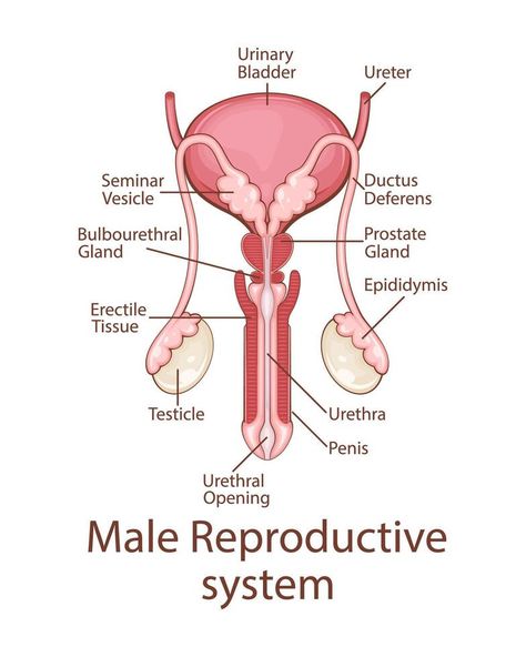 Male Reproductive System Anatomy. Human internal organ. Anatomical Illustration. Science, medicine, biology education. Anatomical structure for medical info learning Science Body Systems, Male Reproductive System Drawing, Reproductive System Drawing, Male Reproductive System Diagram, Male Reproductive System Anatomy, Science Tlm, Reproductive System Worksheet, Human Organ System, Reproductive System Anatomy