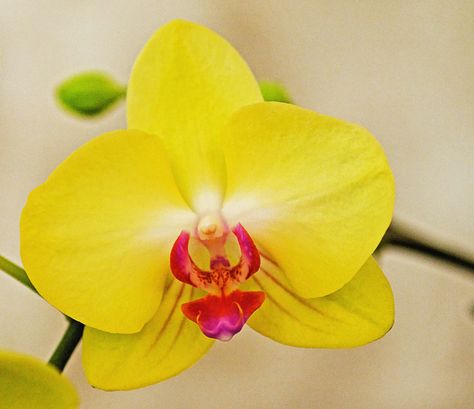 Moth-orchid: Phalaenopsis - Flickr - Photo Sharing! Orchid Yellow, Paper Flower Arrangements, Yellow Orchid, Moth Orchid, Phalaenopsis Orchid, Orchid Plants, Botanical Painting, Enchanted Garden, Flower Pictures