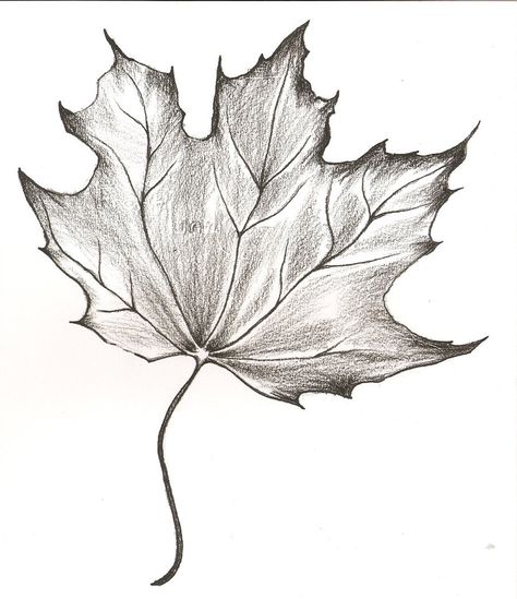 This is a sketch of a maple leaf done in charcoal pencil. It was to be a tattoo for a canadian friend of mine, but he backed out at the last possible second! (there's also some accidental 'frottage... Zentangle Trees, Maple Leaf Drawing, Leaf Drawings, Leaves Sketch, Pencil Drawings Of Flowers, Tree Drawings Pencil, Pencil Shading, Art Drawings Sketches Pencil, Leaf Drawing