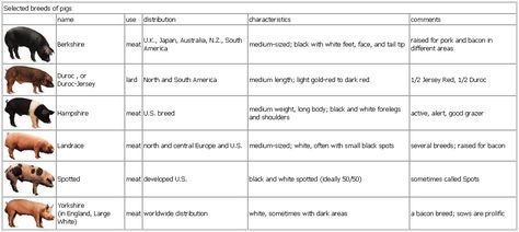 Pig Breeds Student chart Answer key: Have students fill in the chart for your list of pig breeds. Pig Breeds Chart, House In Germany, Berkshire Pigs, Livestock Judging, Pig Facts, Pig Showing, Ag Teacher, Cute Farm Animals, Pig Breeds