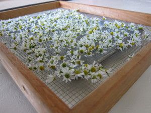 DIY Drying Racks – How to Build a Drying Rack for Food Preservation Diy Herb Dryer, Gardening Business, Herb Rack, Herb Drying, Herb Diy, Diy Rack, Drying Room, Large Daisy, Hanging Herbs