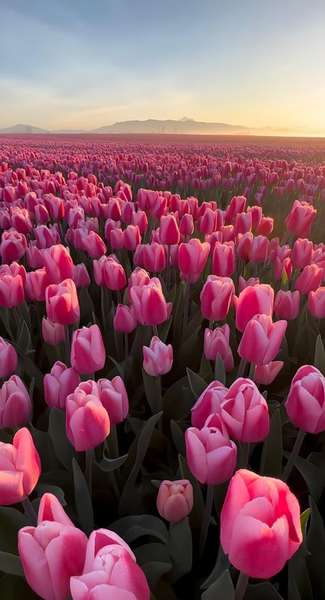 Aesthetic Flowers Photography, Spring In France, Tulips Flowers Aesthetic, Tulips Aesthetic, Pretty Flowers Pictures, Tulip Field, Luxury Flower Bouquets, Beautiful Flowers Photography, Boquette Flowers