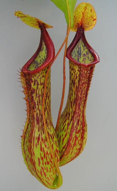 Nepenthes alata Insectivorous Plant, Plant Book, Pitcher Plant, Unusual Plants, Rare Flowers, Carnivorous Plants, Tropical Art, Floral Artwork, Nature Plants