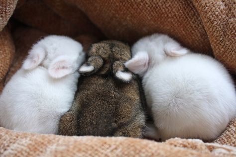 babies1 Love Bunnies, Cute Bunnies, Bunny Rabbits, Cute Critters, Baby Bunnies, A Bunny, Cute Animal Pictures, Cute Creatures, Hamsters