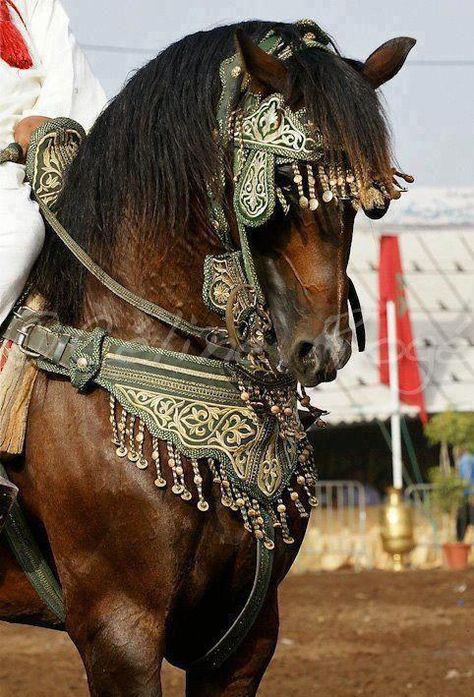 Cai Arabi, Ahal Teke, Lippizaner, Horse Costumes, Horse Armor, Horse Gear, Majestic Horse, 다크 판타지, All The Pretty Horses