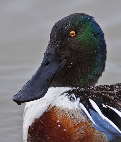 Shoveler Duck, Northern Shoveler, Waterfowl Taxidermy, Duck Memes, Duck Mount, Aquatic Birds, Duck Pictures, Pet Ducks, Duck Bird