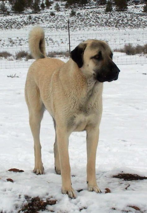 10+ Best Anatolian Shepherd Dog Names Kangal Dog, Livestock Guardian Dog, Livestock Guardian, Anatolian Shepherd, Coban, Large Dog Breeds, Guard Dogs, Shepherd Dog, Doberman