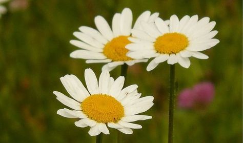 Health Properties, Dosage, Benefits and Side Effects of the Herb Feverfew (Tanacetum Parthenium) and Its Uses for Migraine, Headaches and Treating Fevers Fever Few, Tanacetum Parthenium, Headache Relief Instant, Gas Relief, Headache Prevention, Natural Headache Remedies, Migraine Relief, Tension Headache, Cough Remedies