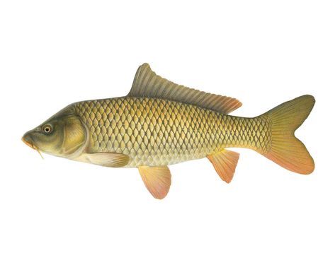 The common carp is a "whopper" member of the minnow family. Originally from Asia, it was actively stocked in America in the 1800s and  was firmly established in Missouri by 1895. River Fish, Common Carp, Saint Lawrence River, St Lawrence River, Carp Fish, Fish Illustration, River Fishing, British Wildlife, St Lawrence