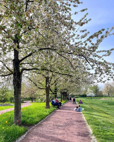 Colour collection in my gallery 🎨 Berlin is getting really pretty with all the flowers, greenery and blossoms. Love discovering new hidden corners of the city now when the spring is in full swing. Locations on the photos: 📍Pankow 📍Wilmersdorf 📍Ku’damm 📍Britzer Garten, Neukölln Which photo you like the most? #Springtime #springvibes #springishere #blossom #flowerpower #springfever #inbloom #NatureLovers #freshair #OutdoorLife #SunnyDays #springbreak #Sunshine #springmagic Spring In Berlin, Things To Do In Berlin, Spring Magic, Berlin Travel, The Berlin Wall, Brandenburg Gate, Colour Collection, Rooftop Bars, Berlin Wall