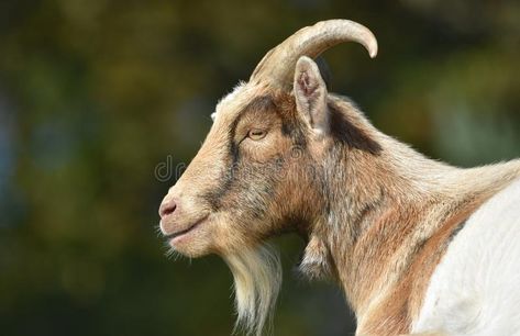 Goat Head Reference, Goat Head Side View, Goat Side Profile, Goat Side View, Goat Profile, Face Side View, Cheese Boutique, Side View Of Face, Goat Face