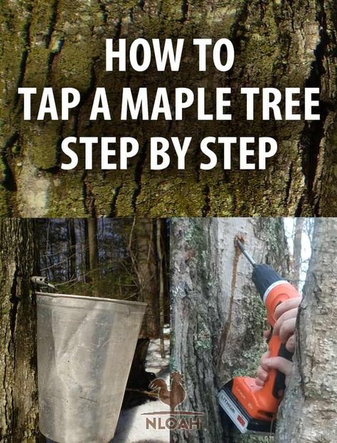 Step by step how to tap a maple tree, to collect sap that you can then make into delicious maple syrup. #nloah #maplesyrup #maple #treetapping How To Tap A Maple Tree, When To Tap Maple Trees, How To Tap Trees For Syrup, How To Tap Maple Trees, How To Make Maple Syrup, Food Abundance, Making Syrup, Maple Syrup Tree, Maple Tree Varieties