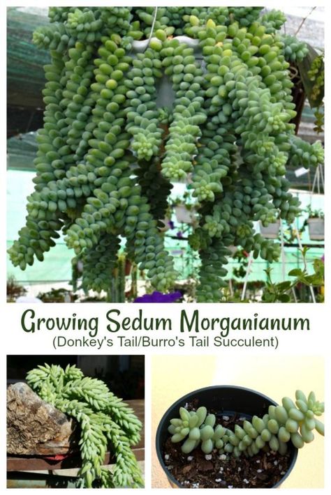 Burrito Plant, Donkey Tail Succulent, Burros Tail, Trailing Succulents, Hedge Witchcraft, Succulent Fertilizer, Succulent Gardens, Plant Help, Succulent Garden Diy